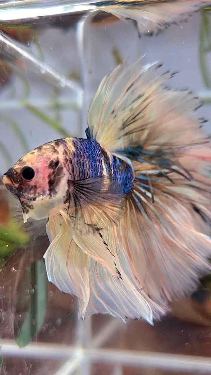 XL HALFMOON ROSETAIL YELLOW KOI GALAXY MULTICOLOR BETTA FISH