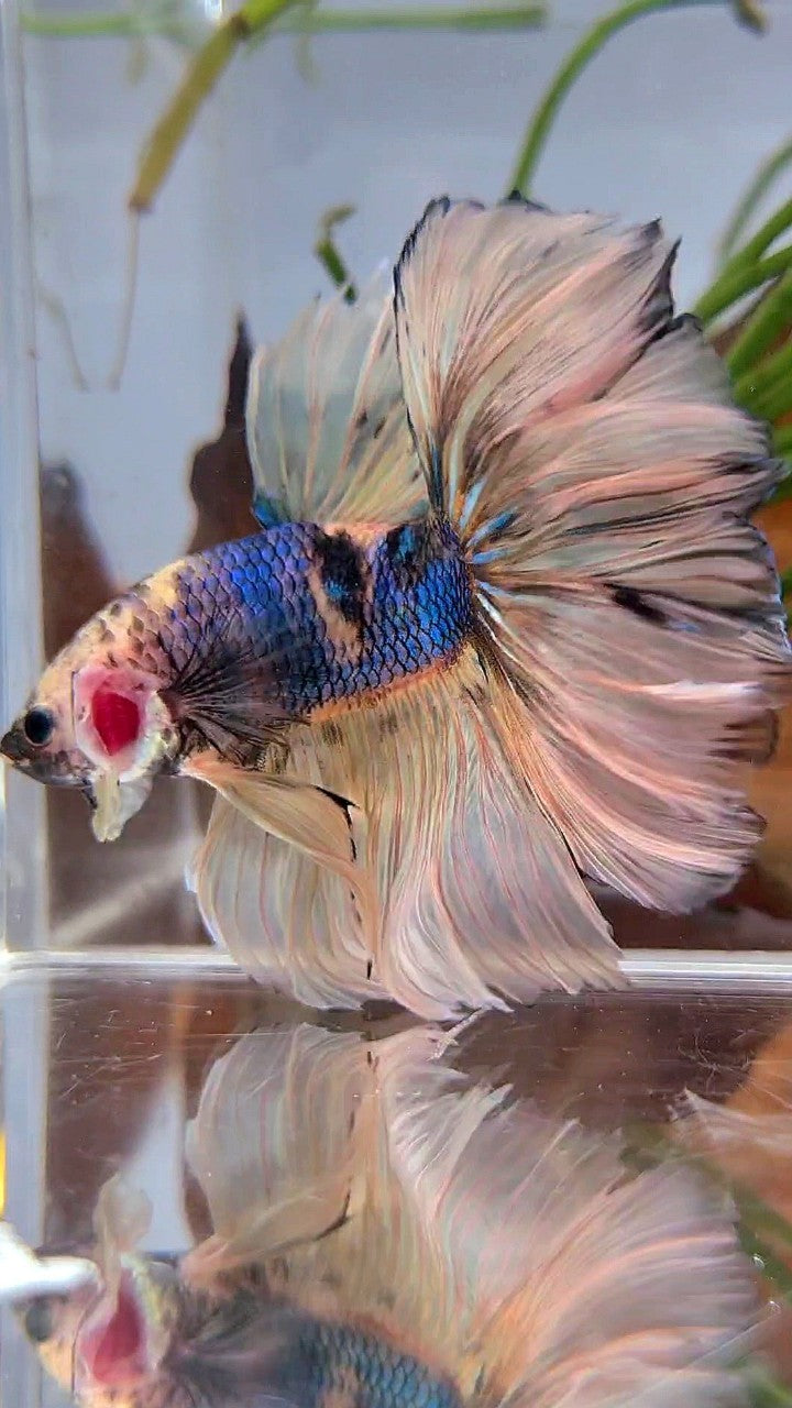 XL HALFMOON ROSETAIL YELLOW KOI GALAXY MULTICOLOR BETTA FISH