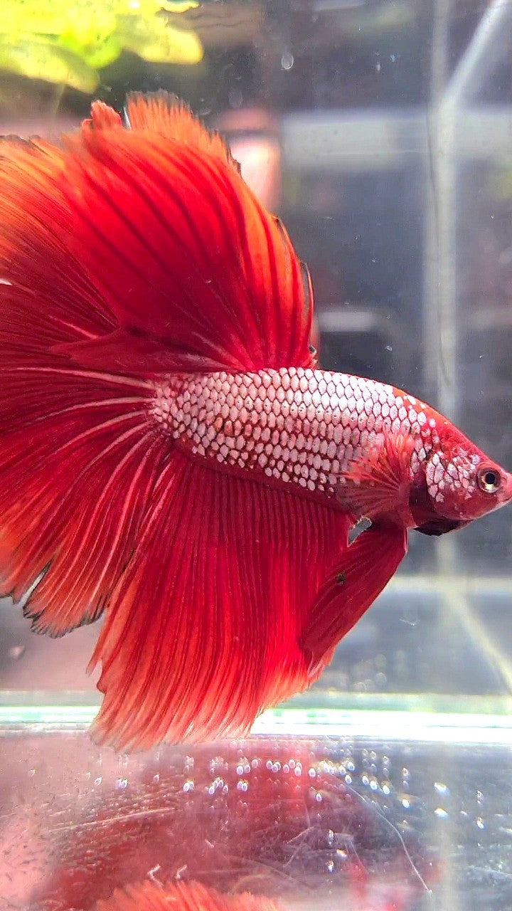 XL HALFMOON RED FANCY BETTA FISH