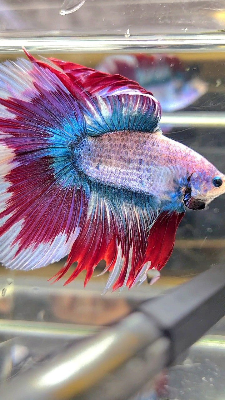 XL HALFMOON DOUBLE TAIL BLUE RED MASCOT WAROCHAI BETTA FISH