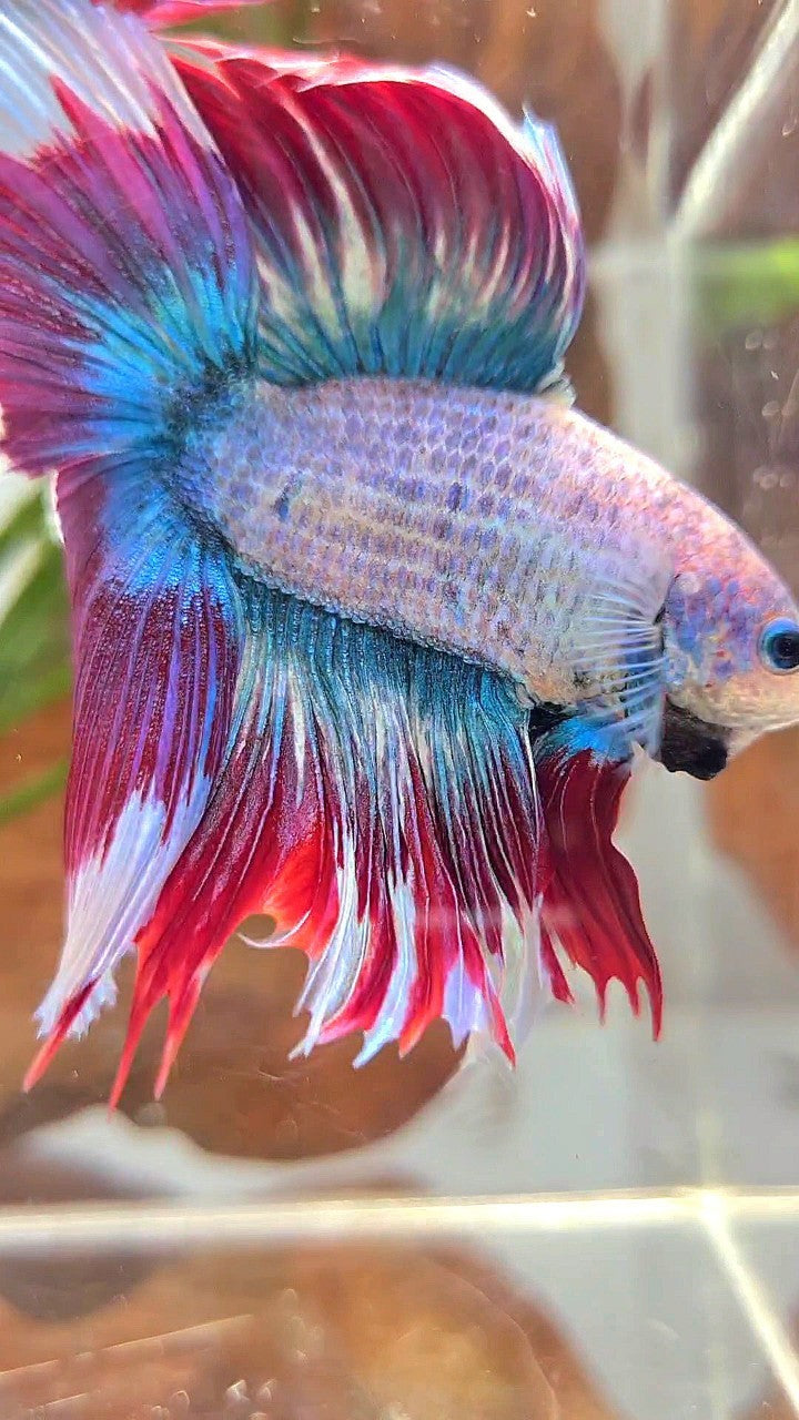 XL HALFMOON DOUBLE TAIL BLUE RED MASCOT WAROCHAI BETTA FISH