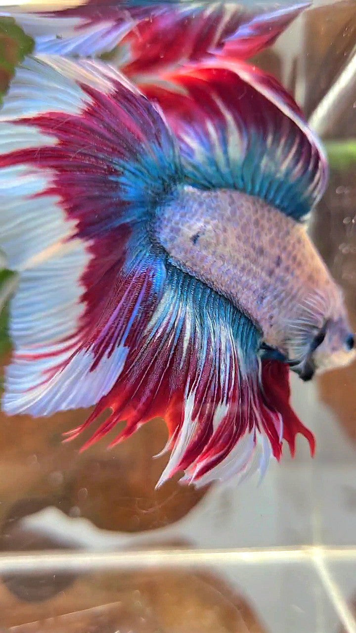 XL HALFMOON DOUBLE TAIL BLUE RED MASCOT WAROCHAI BETTA FISH