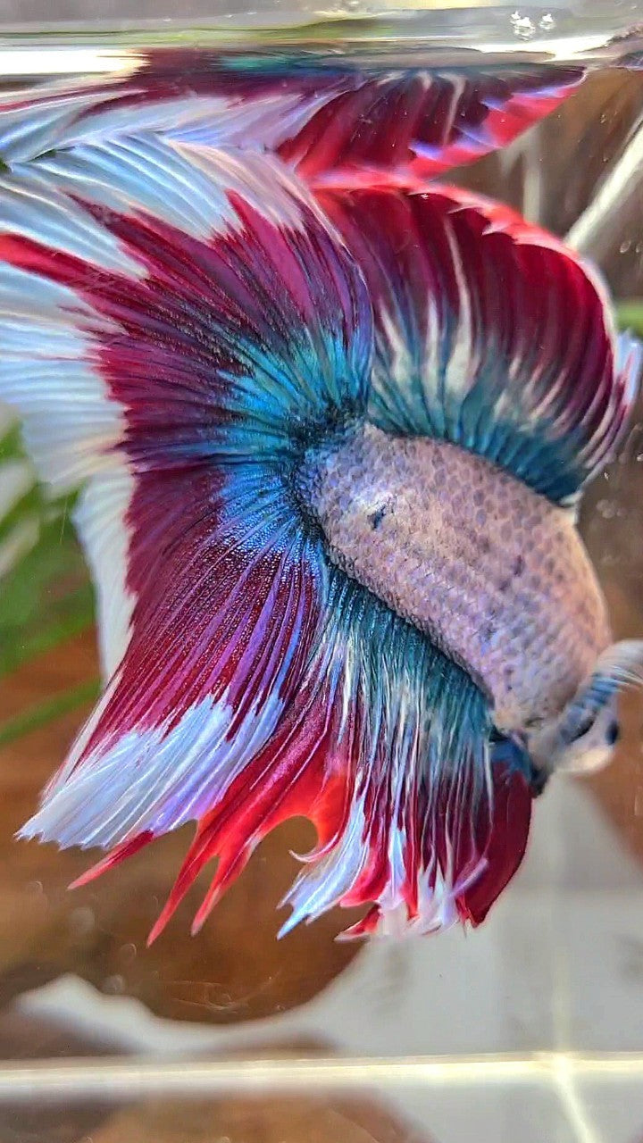 XL HALFMOON DOUBLE TAIL BLUE RED MASCOT WAROCHAI BETTA FISH