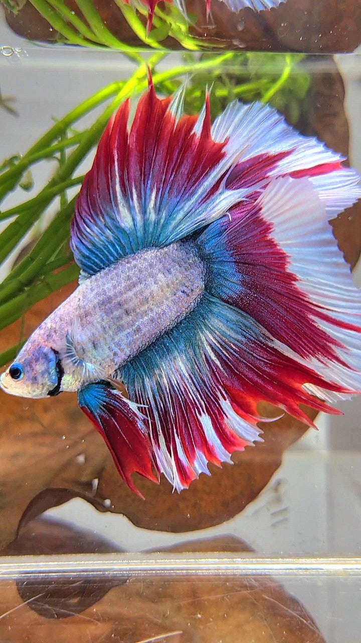 XL HALFMOON DOUBLE TAIL BLUE RED MASCOT WAROCHAI BETTA FISH