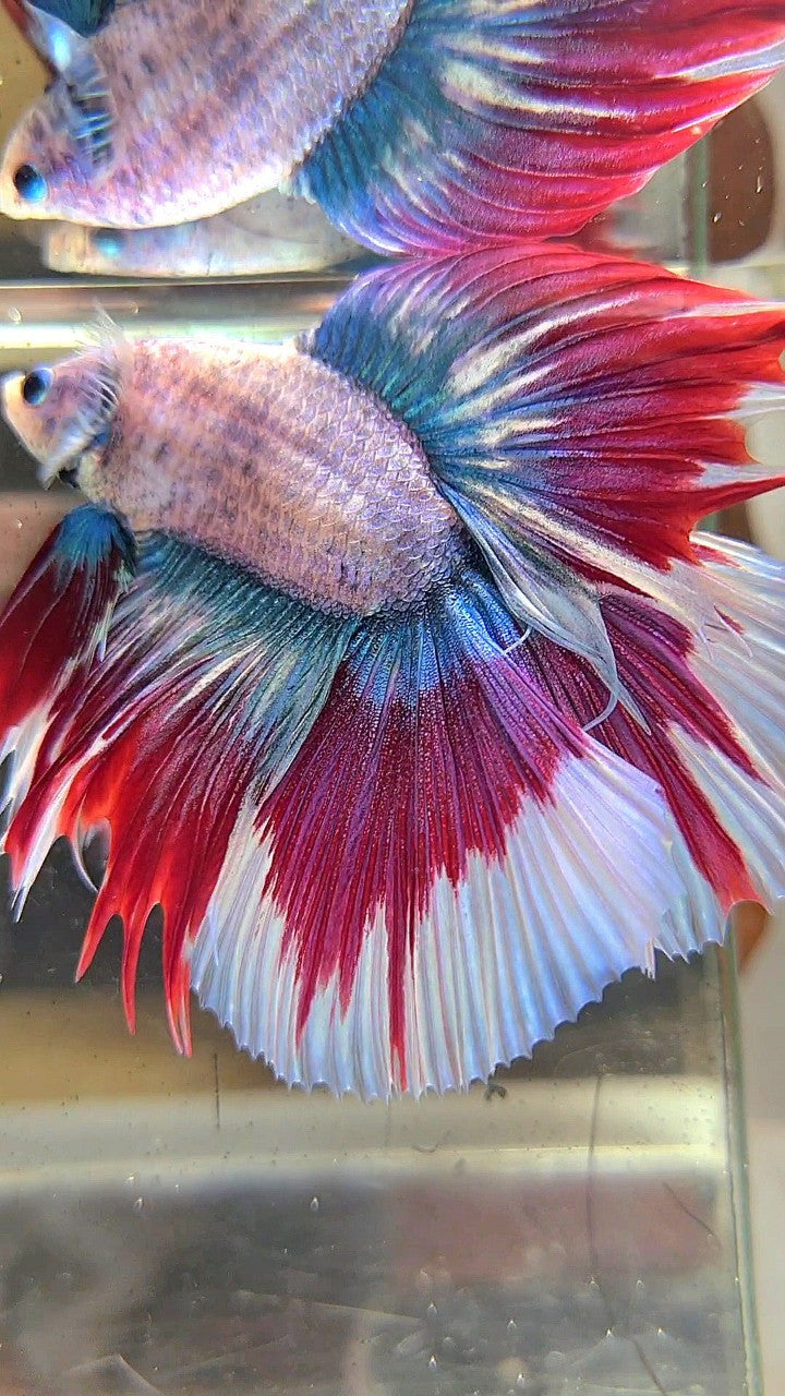 XL HALFMOON DOUBLE TAIL BLUE RED MASCOT WAROCHAI BETTA FISH