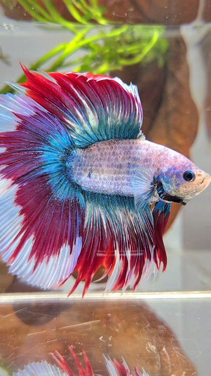 XL HALFMOON DOUBLE TAIL BLUE RED MASCOT WAROCHAI BETTA FISH