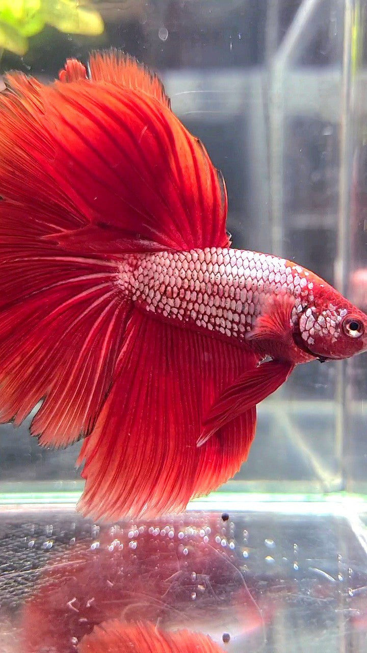 Red Pattern Betta Fish HALFMOON TAIL – Rare Betta Fish Store