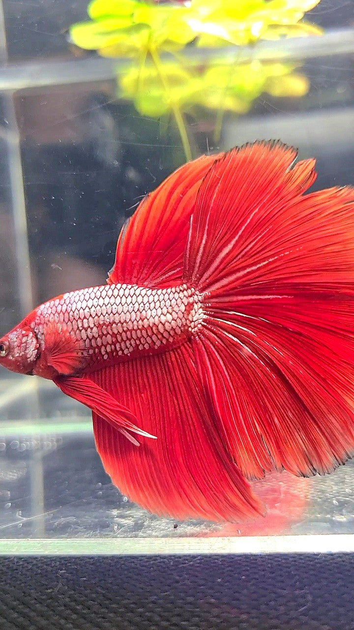 XL HALFMOON RED FANCY BETTA FISH