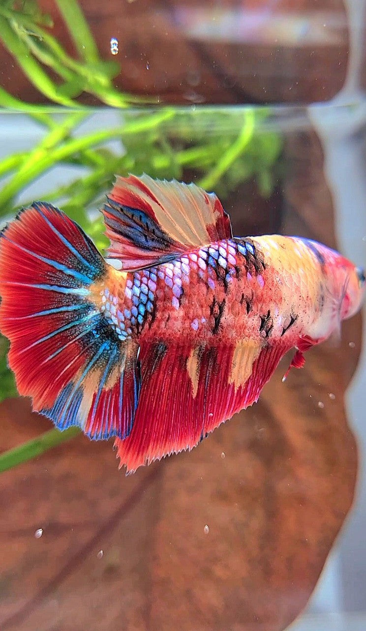 XL FEMALE HALFMOON ROSETAIL RED ORANGE FANCY MULTICOLOR BETTA FISH