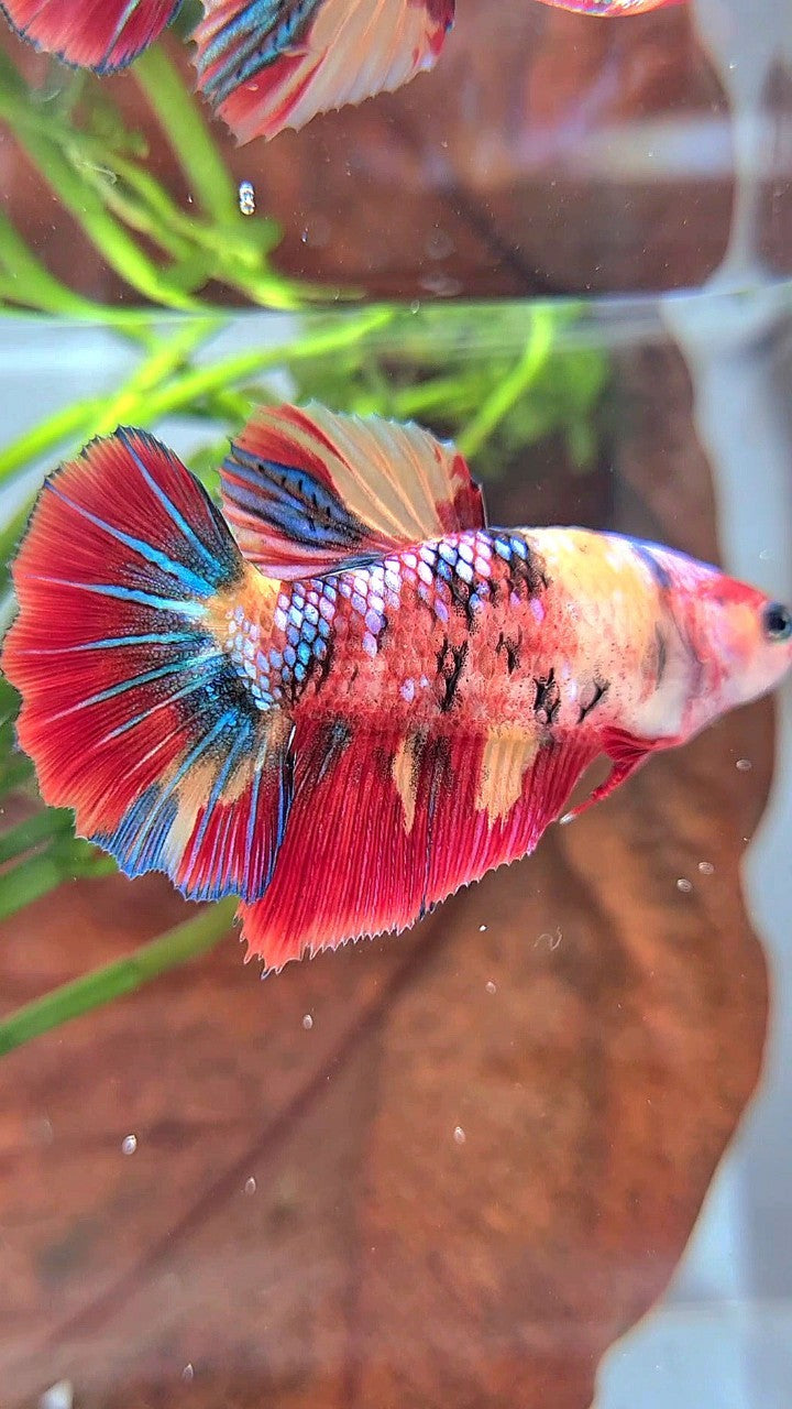 XL FEMALE HALFMOON ROSETAIL RED ORANGE FANCY MULTICOLOR BETTA FISH