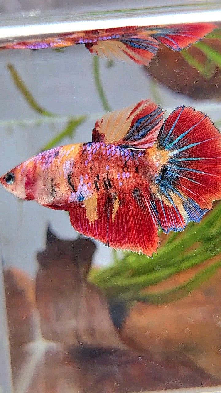 XL FEMALE HALFMOON ROSETAIL RED ORANGE FANCY MULTICOLOR BETTA FISH