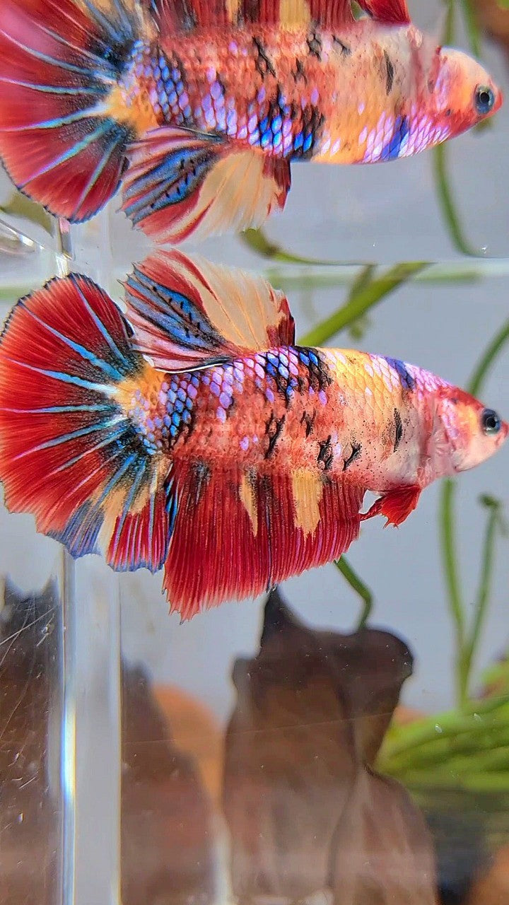 XL FEMALE HALFMOON ROSETAIL RED ORANGE FANCY MULTICOLOR BETTA FISH