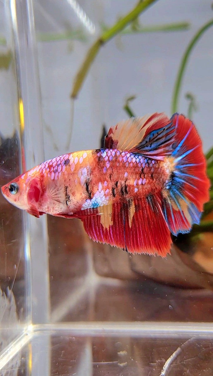 XL FEMALE HALFMOON ROSETAIL RED ORANGE FANCY MULTICOLOR BETTA FISH