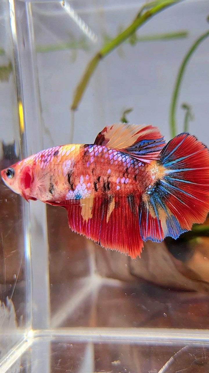 XL FEMALE HALFMOON ROSETAIL RED ORANGE FANCY MULTICOLOR BETTA FISH