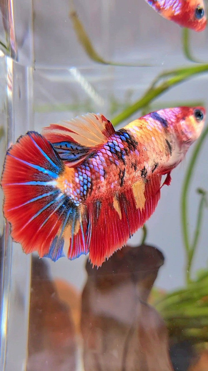 XL FEMALE HALFMOON ROSETAIL RED ORANGE FANCY MULTICOLOR BETTA FISH