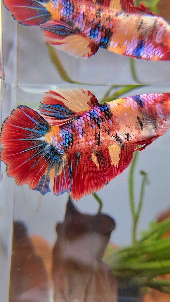 XL FEMALE HALFMOON ROSETAIL RED ORANGE FANCY MULTICOLOR BETTA FISH