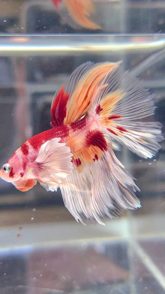 HALFMOON DUMBO EAR ORANGE KOI NEMO MULTICOLOR BETTA FISH