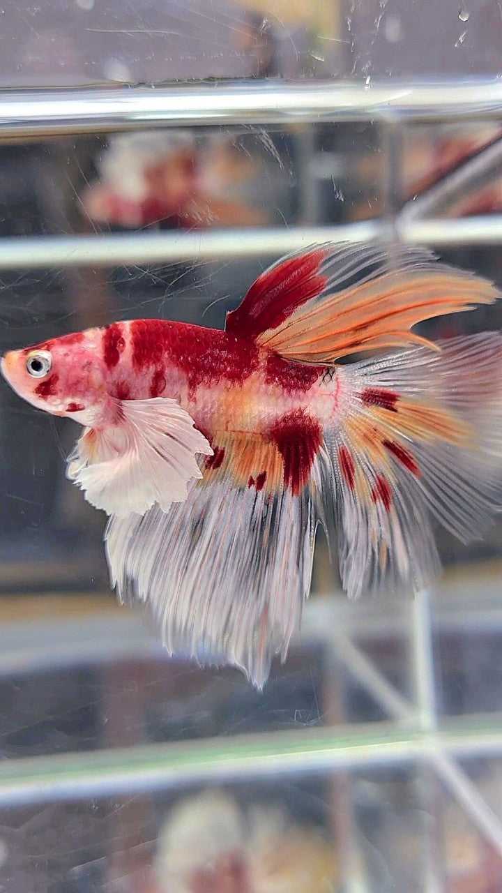 HALFMOON DUMBO EAR ORANGE KOI NEMO MULTICOLOR BETTA FISH