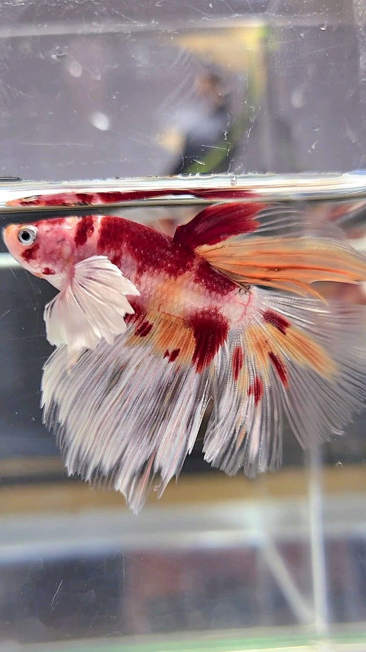 HALFMOON DUMBO EAR ORANGE KOI NEMO MULTICOLOR BETTA FISH