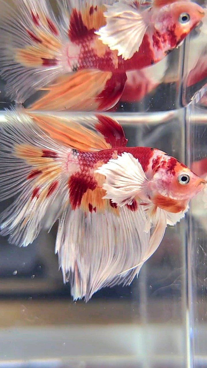 HALFMOON DUMBO EAR ORANGE KOI NEMO MULTICOLOR BETTA FISH