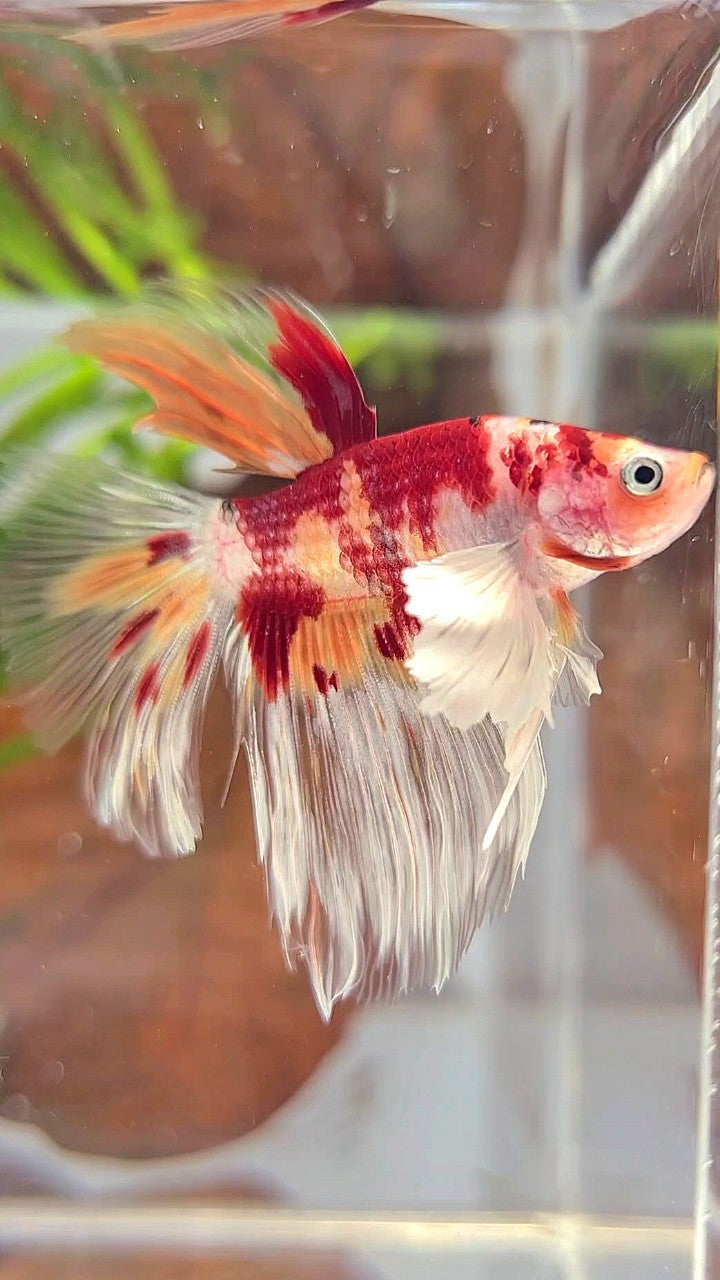 HALFMOON DUMBO EAR ORANGE KOI NEMO MULTICOLOR BETTA FISH