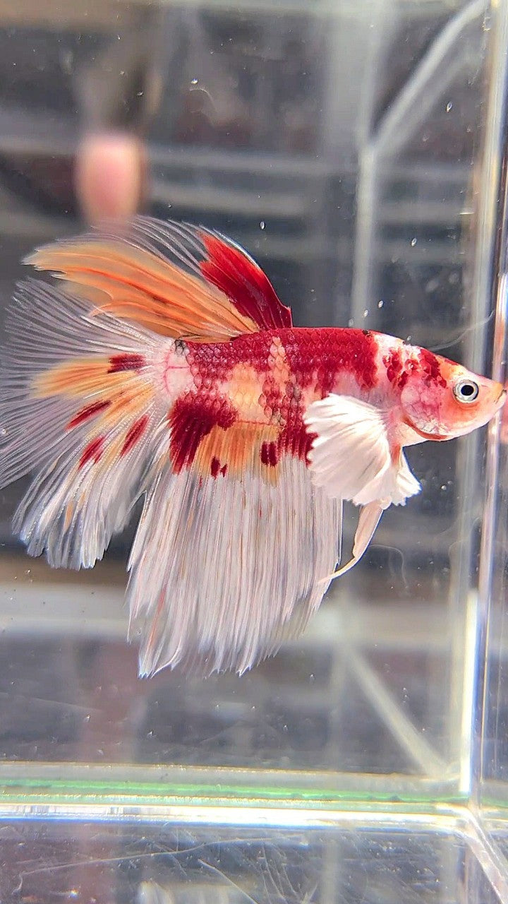 HALFMOON DUMBO EAR ORANGE KOI NEMO MULTICOLOR BETTA FISH