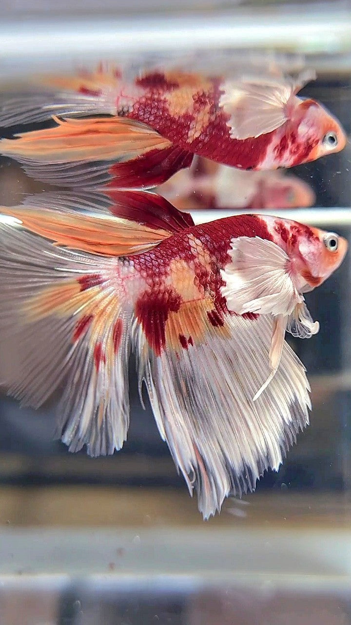 HALFMOON DUMBO EAR ORANGE KOI NEMO MULTICOLOR BETTA FISH