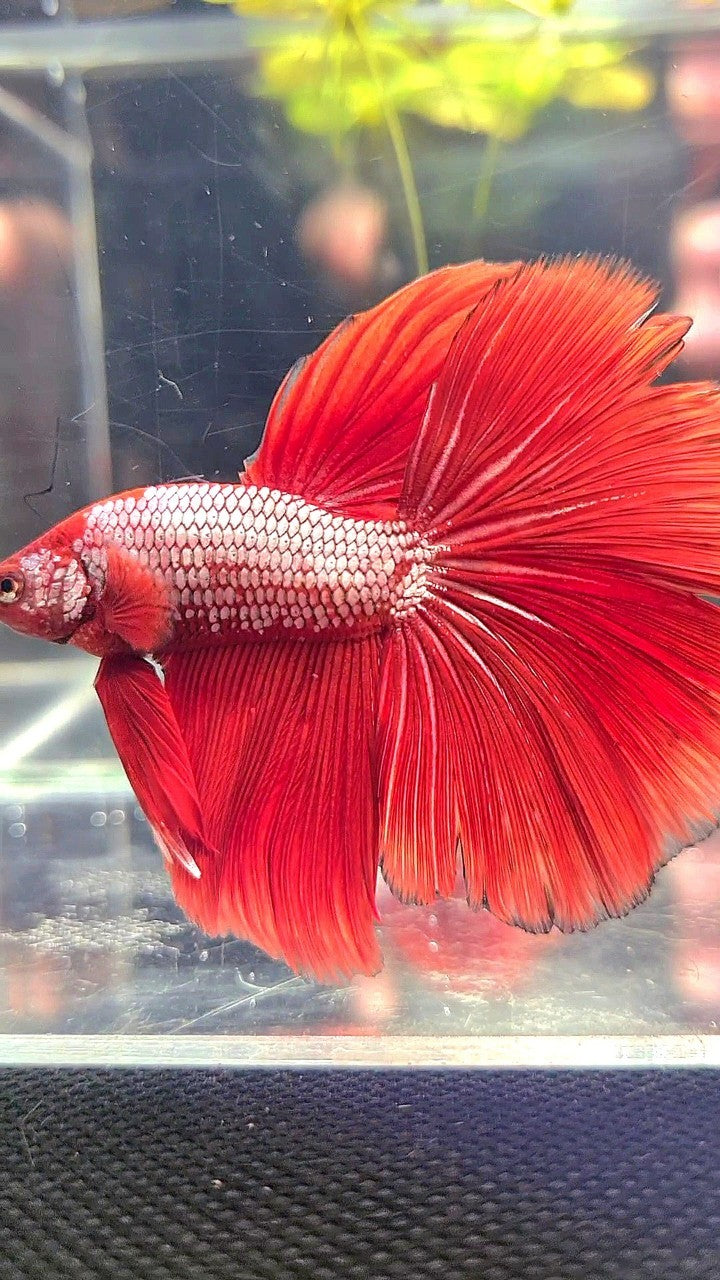 XL HALFMOON RED FANCY BETTA FISH