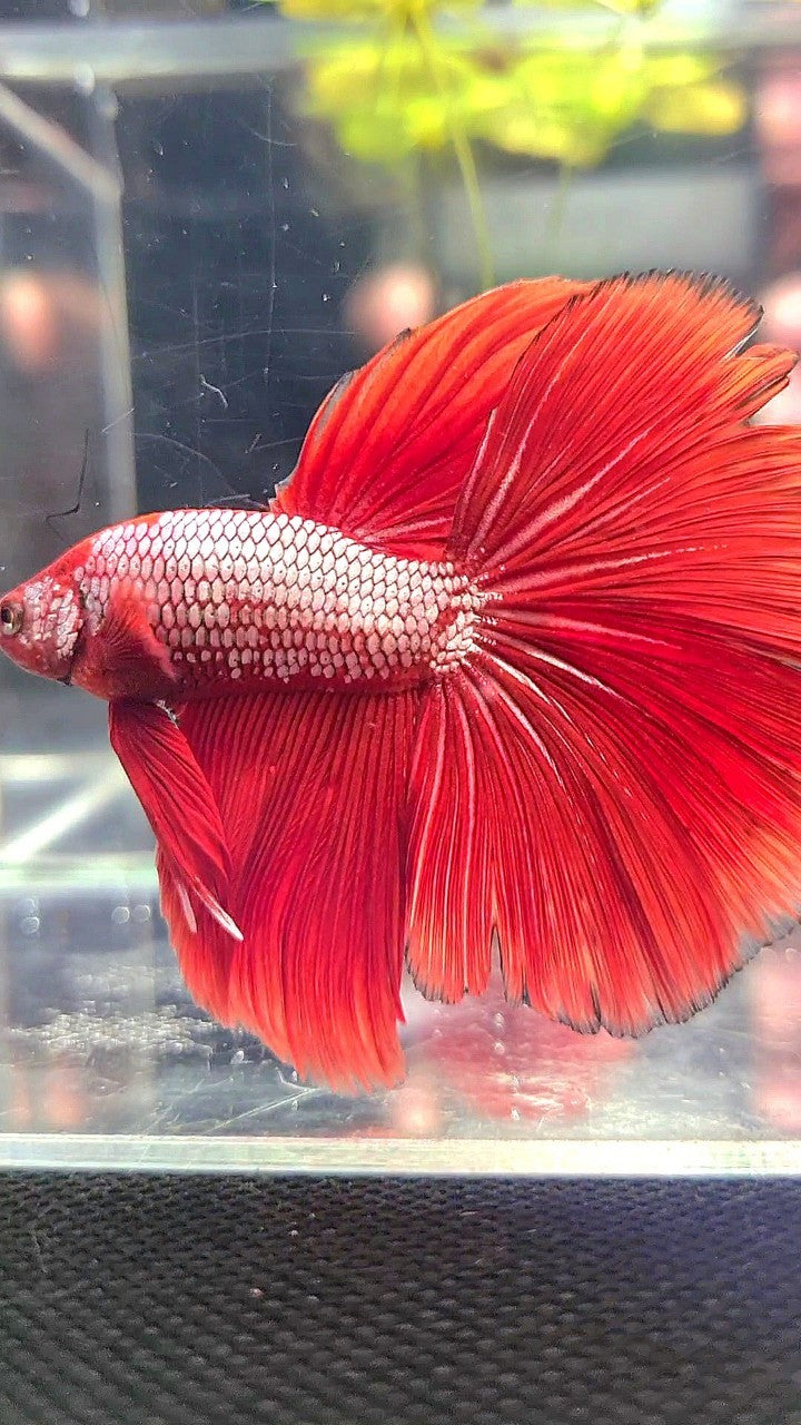 XL HALFMOON RED FANCY BETTA FISH