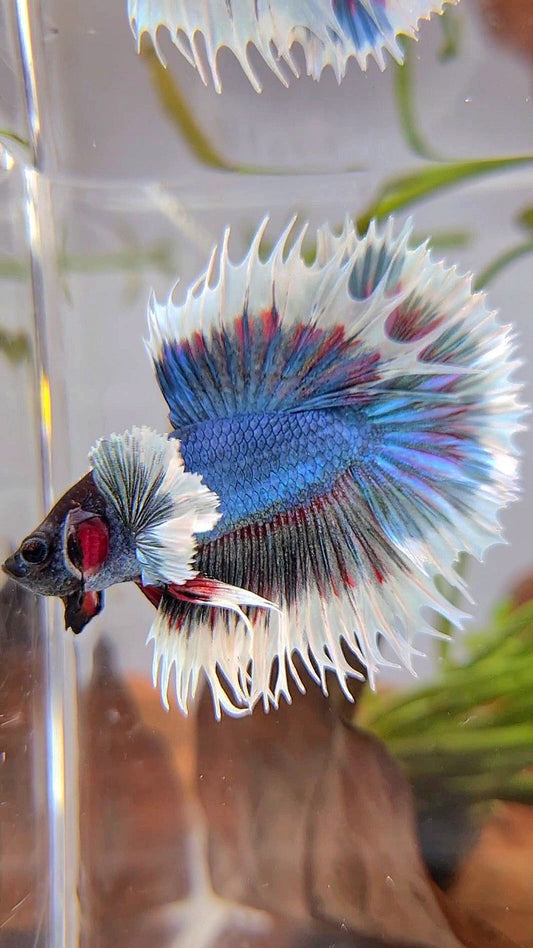 CROWNTAIL DUMBO EAR BLUE GREEN TURQUOISE BUTTERFLY BETTA FISH