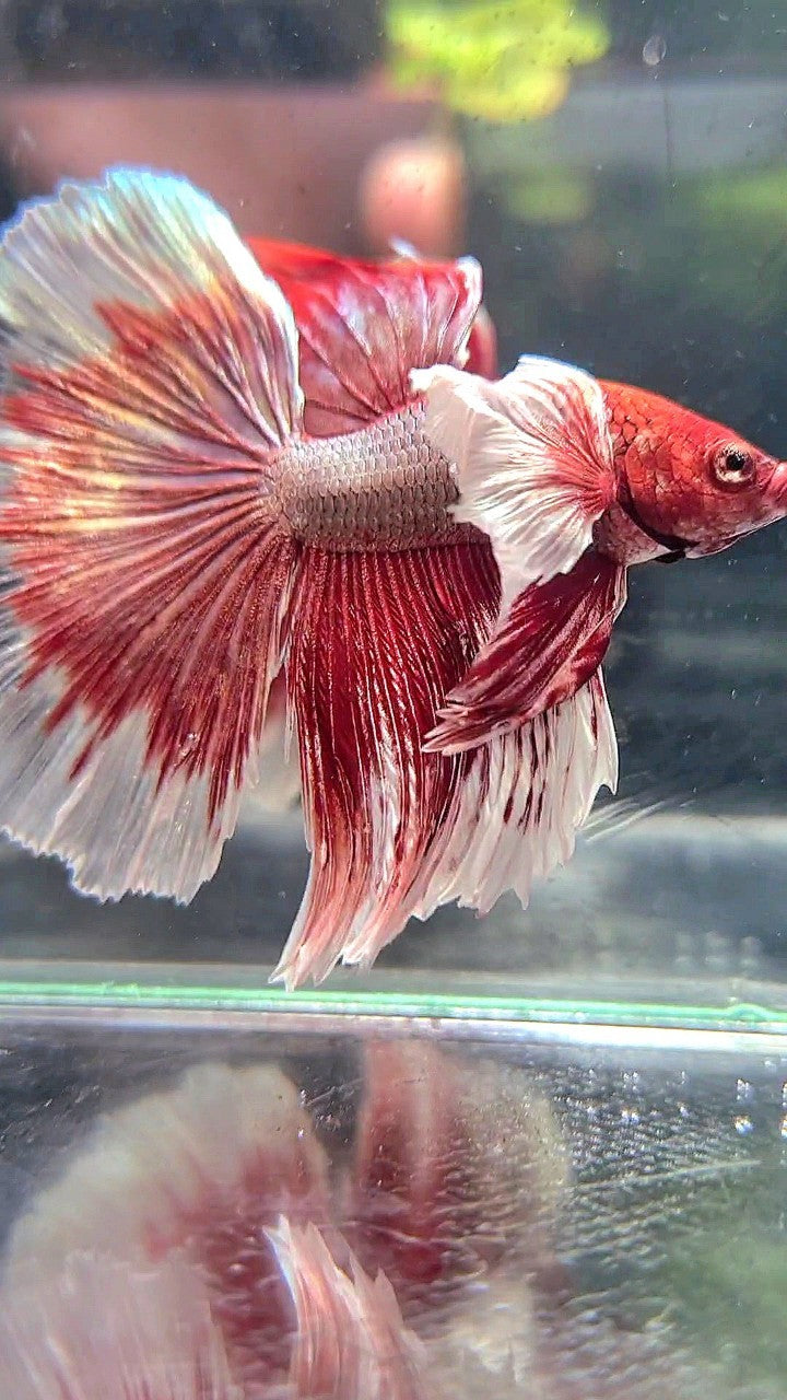 HALFMOON SUPER DUMBO EAR RED COPPER BETTA FISH