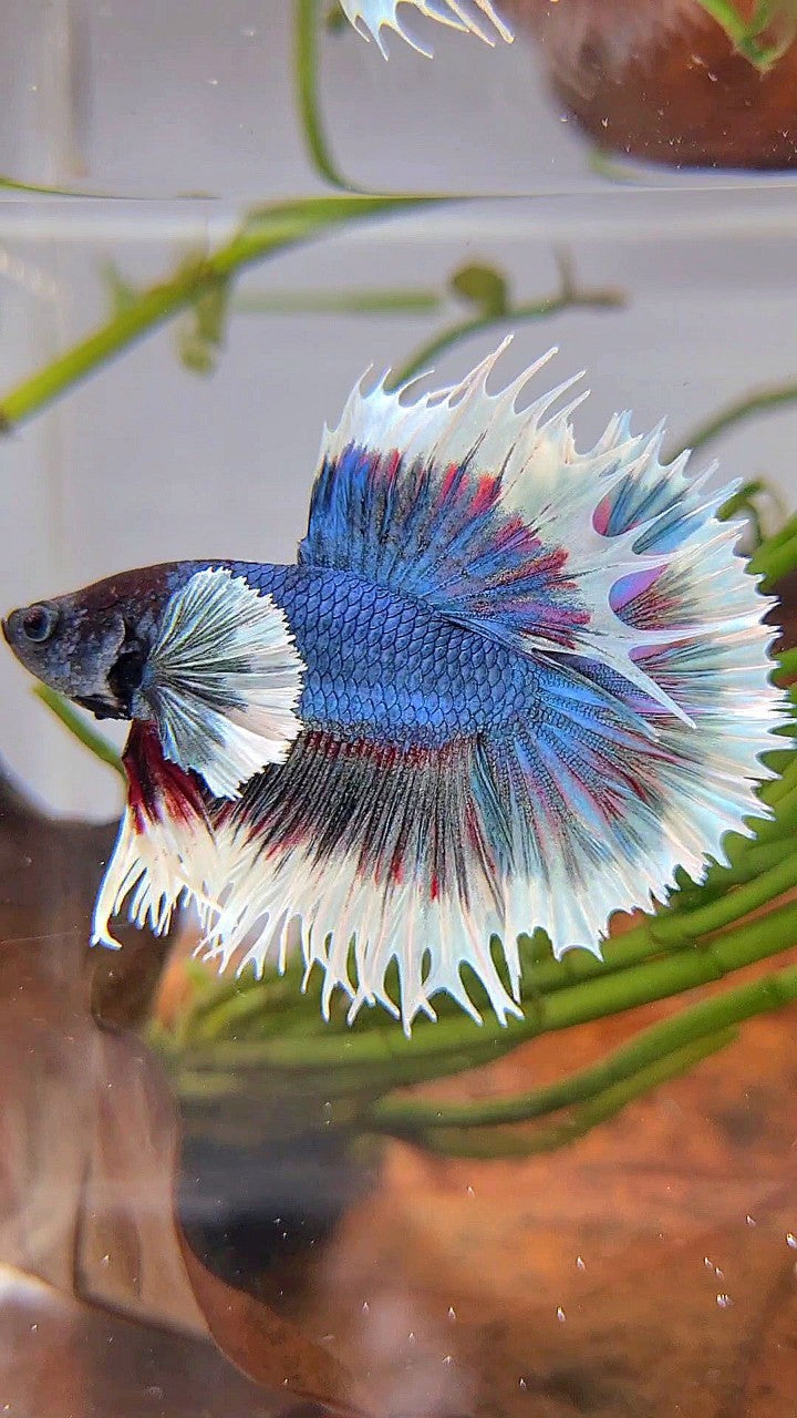 CROWNTAIL DUMBO EAR BLUE GREEN TURQUOISE BUTTERFLY BETTA FISH