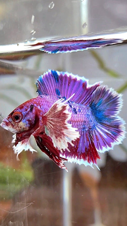 PLAKAT DUMBO EAR DOUBLE TAIL PURPLE FANCY MULTICOLOR BETTA FISH