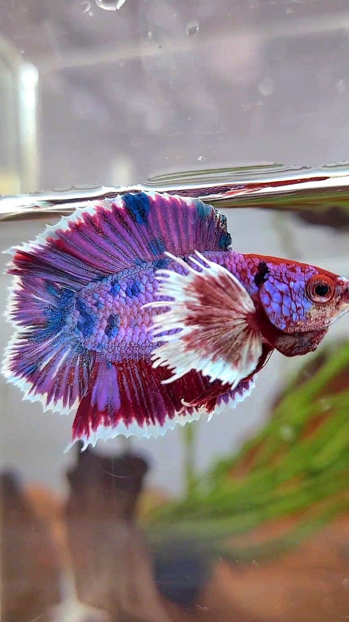 PLAKAT DUMBO EAR DOUBLE TAIL PURPLE FANCY MULTICOLOR BETTA FISH