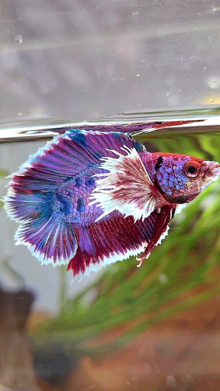 PLAKAT DUMBO EAR DOUBLE TAIL PURPLE FANCY MULTICOLOR BETTA FISH