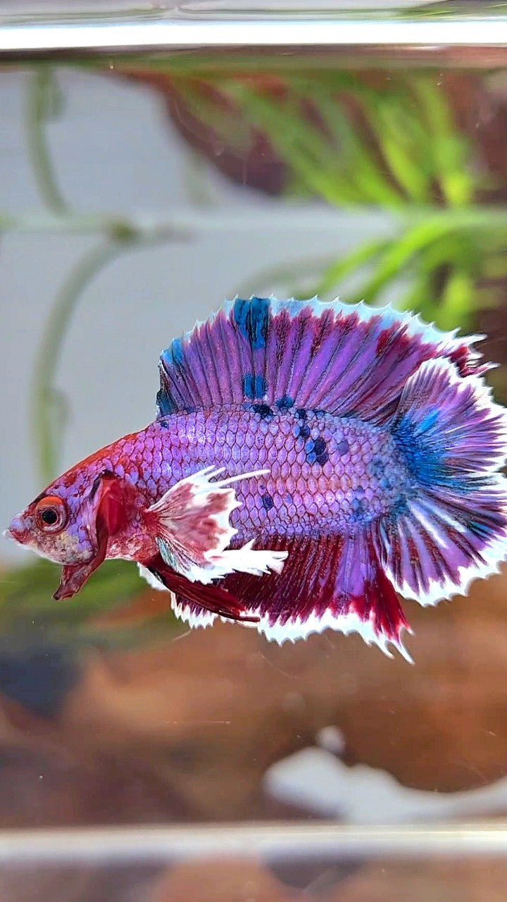 PLAKAT DUMBO EAR DOUBLE TAIL PURPLE FANCY MULTICOLOR BETTA FISH