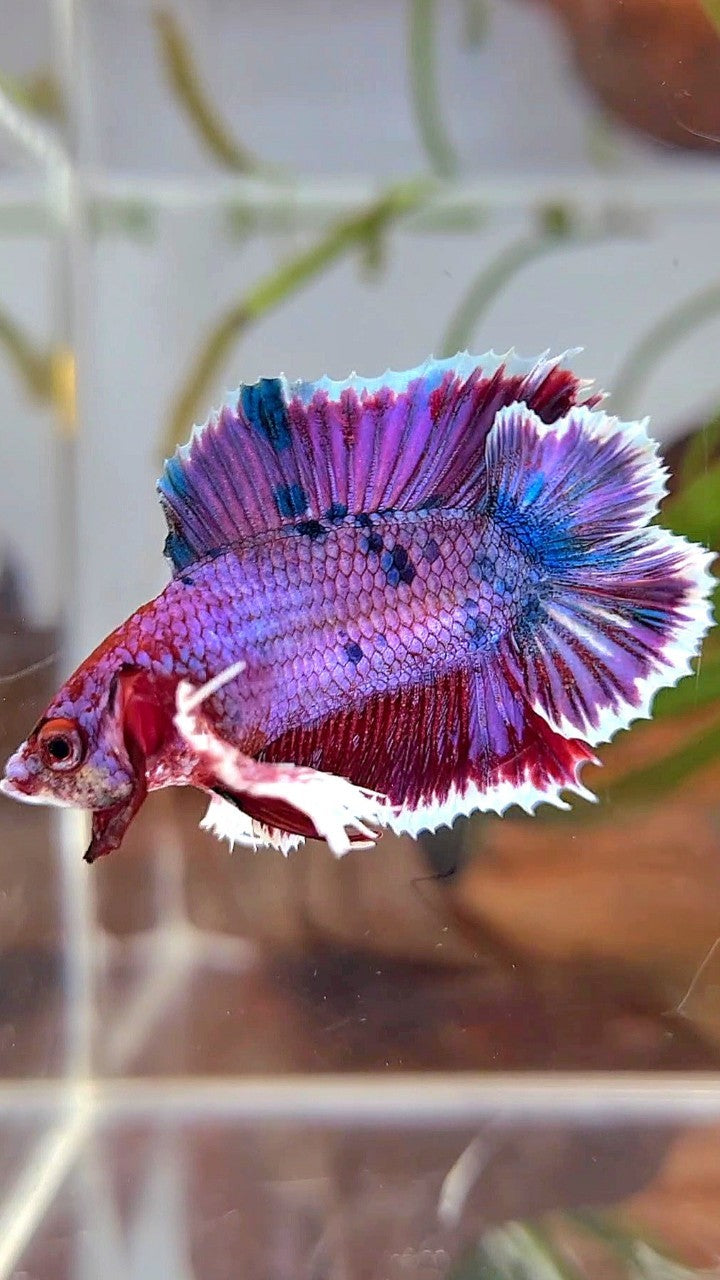 PLAKAT DUMBO EAR DOUBLE TAIL PURPLE FANCY MULTICOLOR BETTA FISH