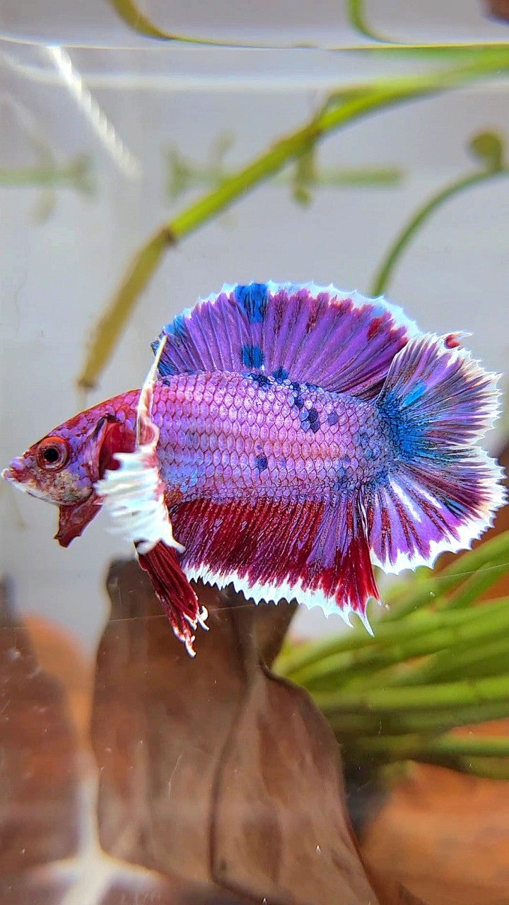 PLAKAT DUMBO EAR DOUBLE TAIL PURPLE FANCY MULTICOLOR BETTA FISH