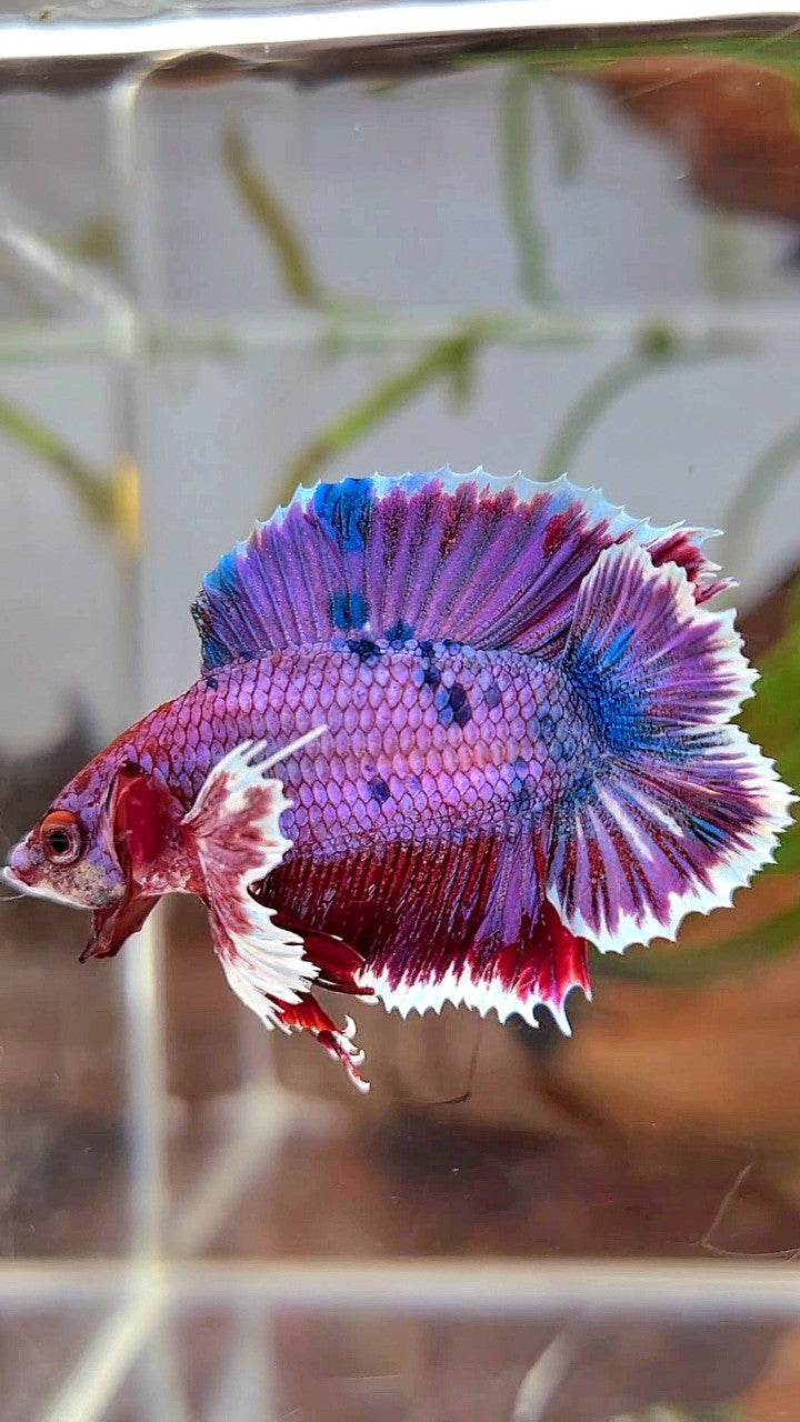 PLAKAT DUMBO EAR DOUBLE TAIL PURPLE FANCY MULTICOLOR BETTA FISH