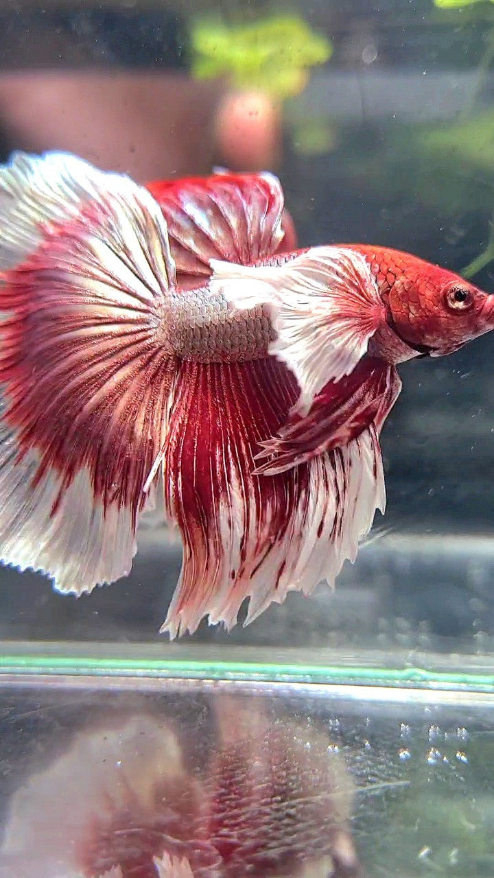 HALFMOON SUPER DUMBO EAR RED COPPER BETTA FISH