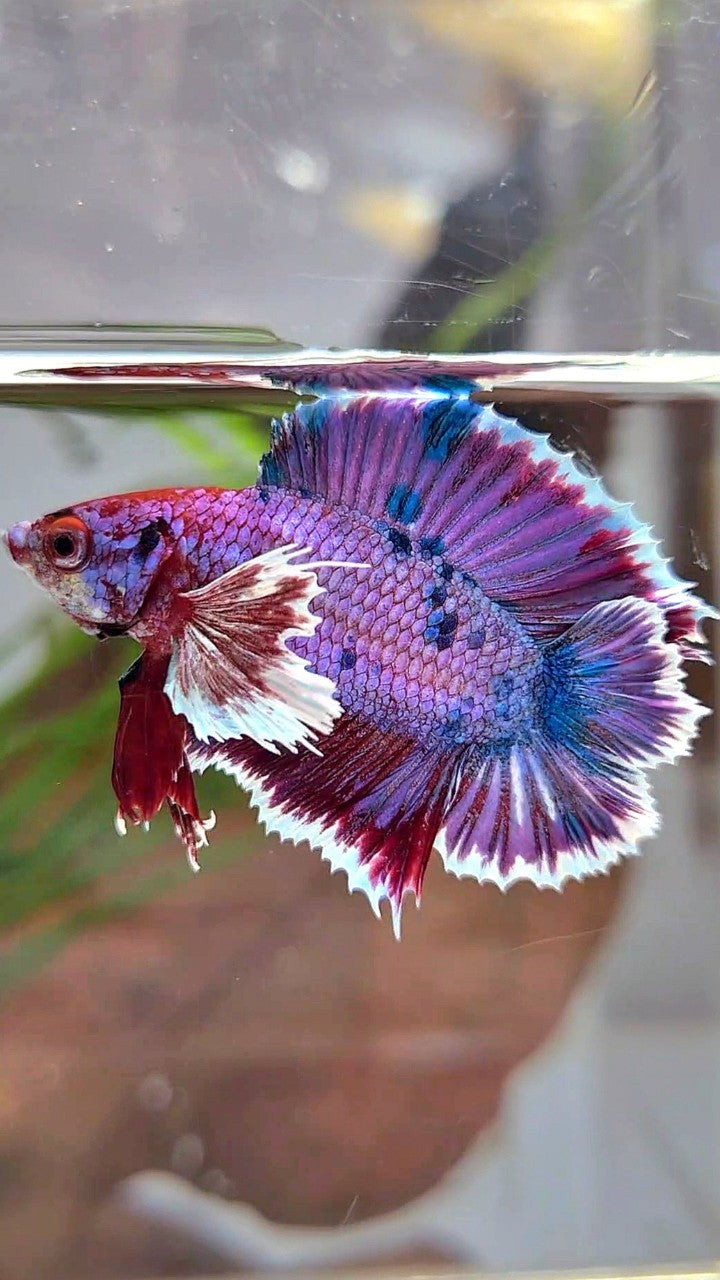 PLAKAT DUMBO EAR DOUBLE TAIL PURPLE FANCY MULTICOLOR BETTA FISH