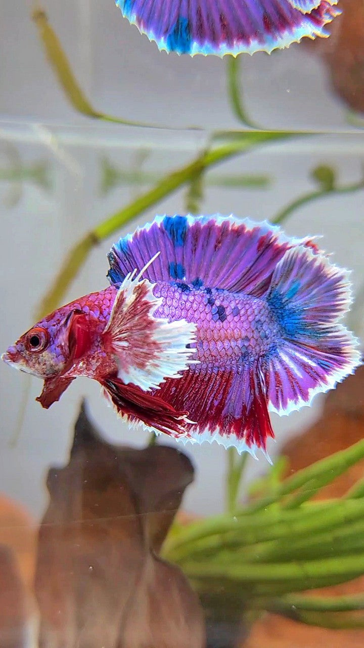 PLAKAT DUMBO EAR DOUBLE TAIL PURPLE FANCY MULTICOLOR BETTA FISH