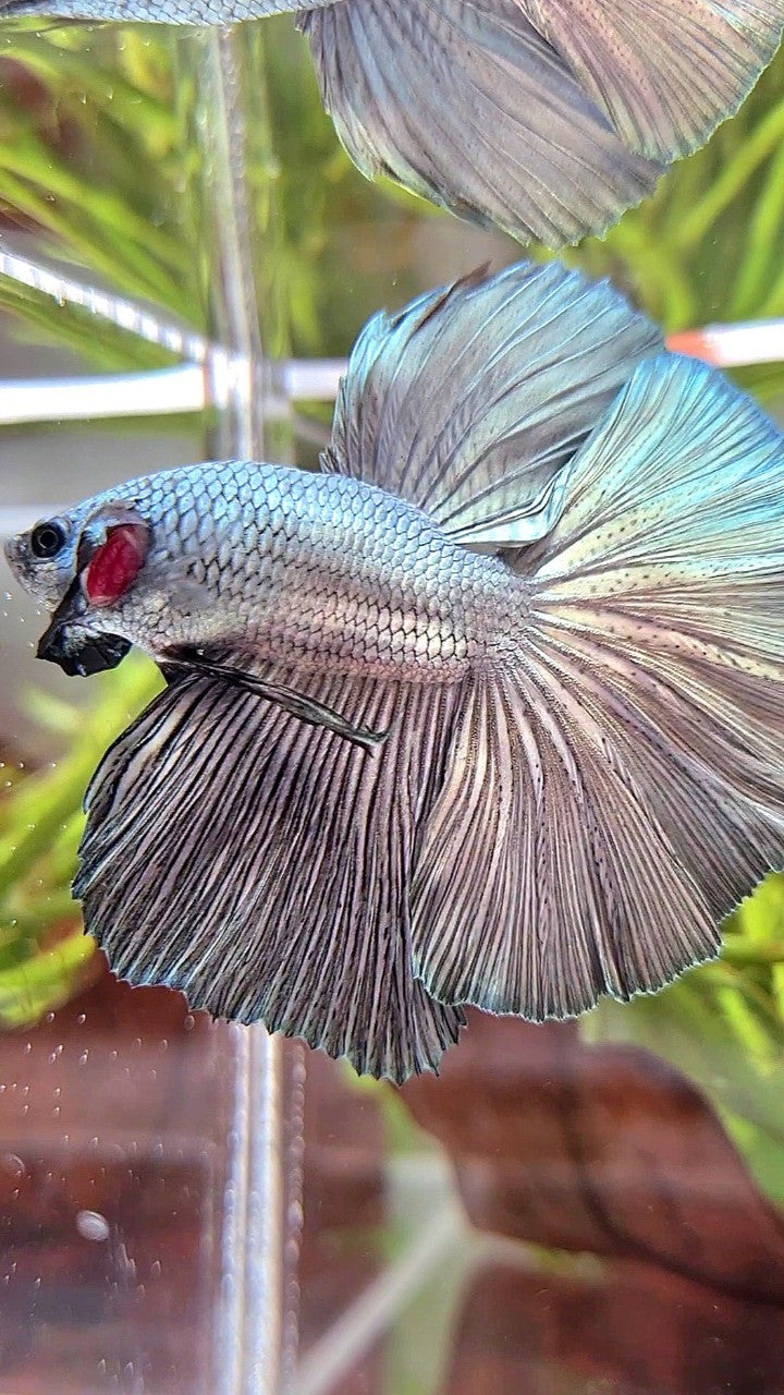 HALFMOON ROSETAIL SUPER COPPER LIGHT SOLID BETTA FISH