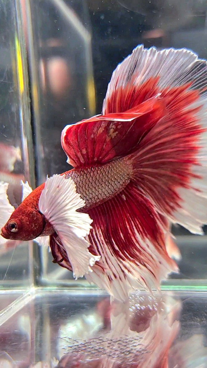 HALFMOON SUPER DUMBO EAR RED COPPER BETTA FISH