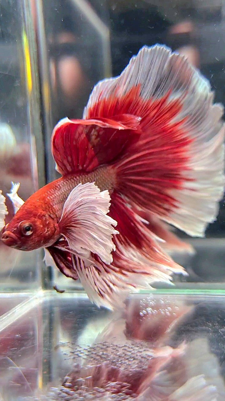 HALFMOON SUPER DUMBO EAR RED COPPER BETTA FISH