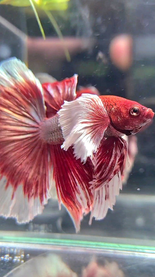 HALFMOON SUPER DUMBO EAR RED COPPER BETTA FISH