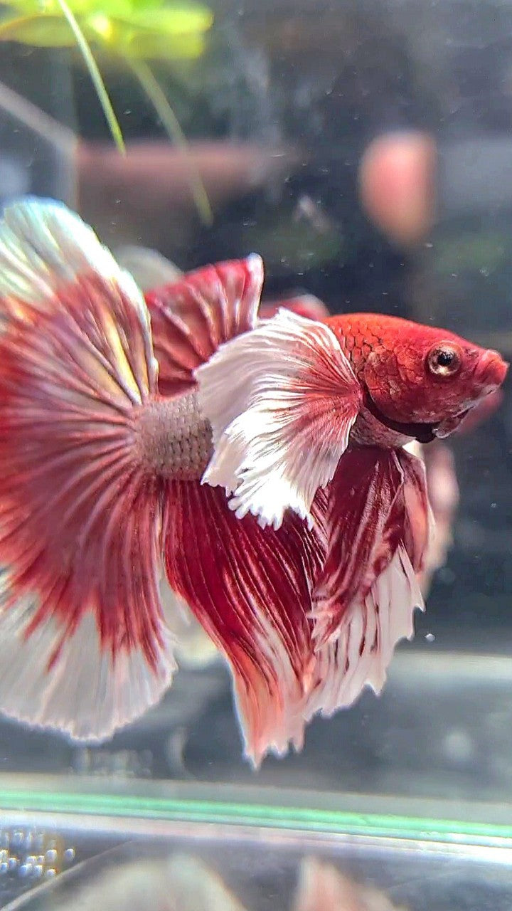 HALFMOON SUPER DUMBO EAR RED COPPER BETTA FISH