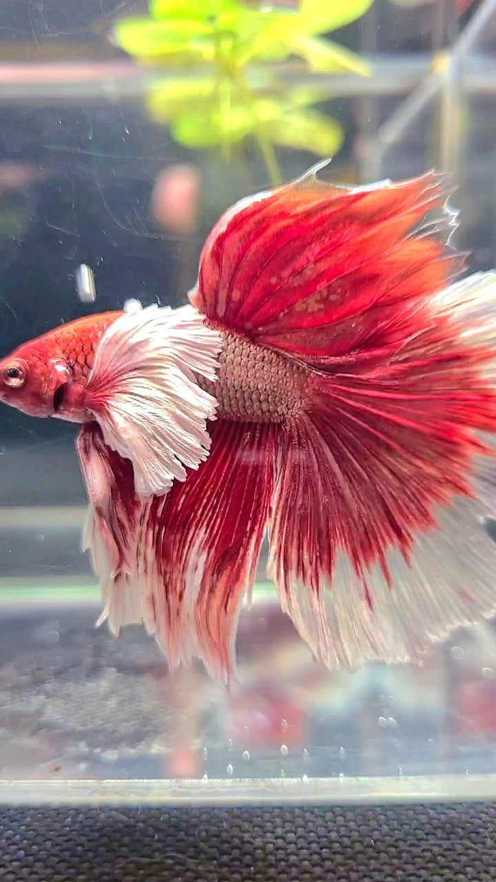 HALFMOON SUPER DUMBO EAR RED COPPER BETTA FISH