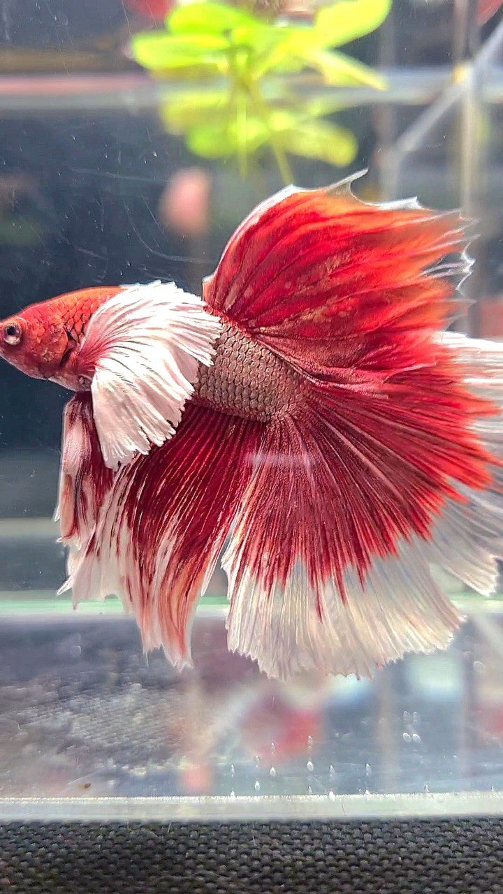 HALFMOON SUPER DUMBO EAR RED COPPER BETTA FISH