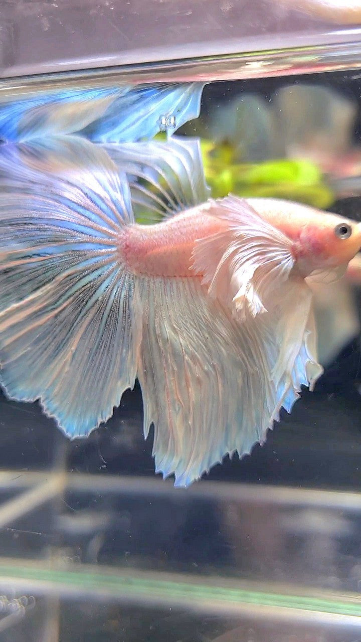 HALFMOON SUPER DUMBO EAR WHITE BETTA FISH